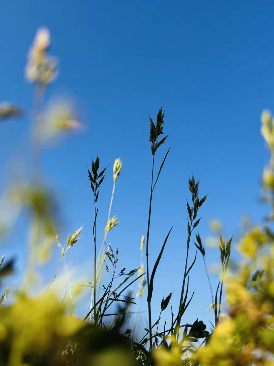 Blühende Gräser vor blauem Himmel